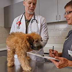 Petco Veterinary Services in Westlake Village